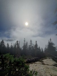 Scenic view of forest against sky