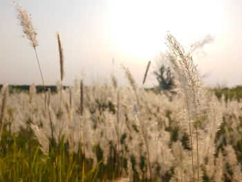 Close-up of stalks in field against sky