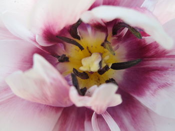 Full frame shot of pink orchid