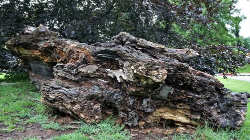 Close-up of tree trunk on field