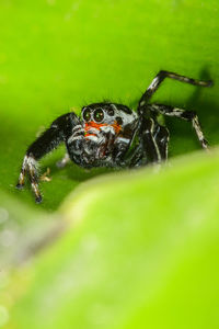 Close-up of spider