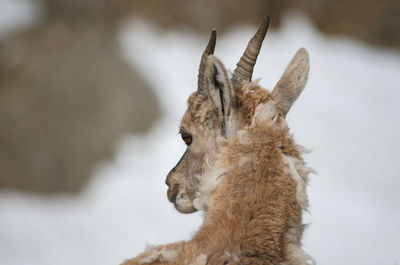 Close-up of deer