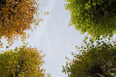 Low angle view of tree against sky
