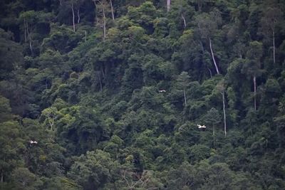 High angle view of pine trees in forest