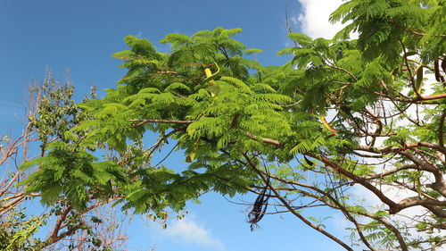 Low angle view of tree against sky