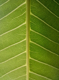 Full frame shot of green leaf