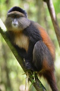 Close-up of monkey sitting on branch