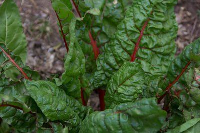 Close-up of fresh green leaves