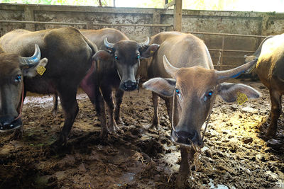 Cows standing in a field