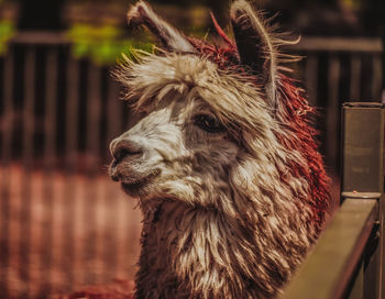 Close-up of alpaca 