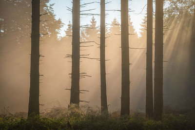 Trees growing in forest