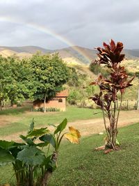 Trees on field against rainbow in sky