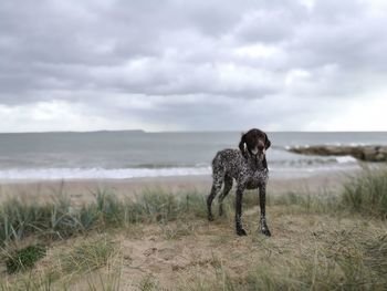 Dog standing on beach against sky