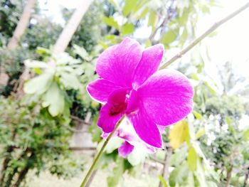 Close-up of pink flowers