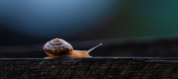 Close-up of snail on wood