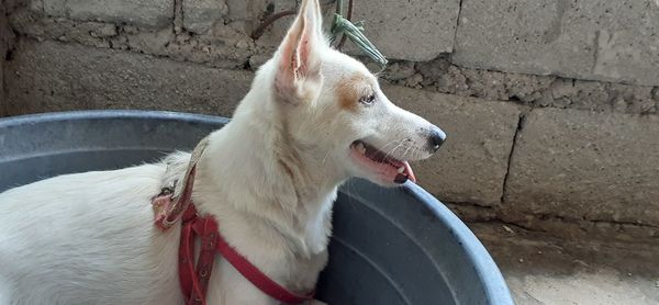 High angle view of dog looking away