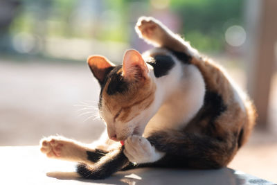 Cat licking paw while sitting on floor