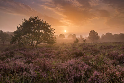 Zonsopkomst met heide in nationaal park hoge kempen