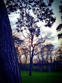 Trees on field against sky