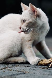 animal