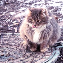 Portrait of cat sitting outdoors