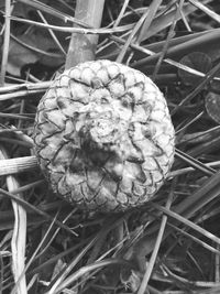 Close-up of pine cone growing on plant