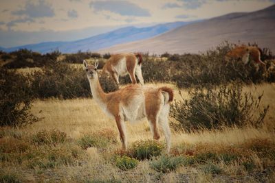 Guanaco standing in a field