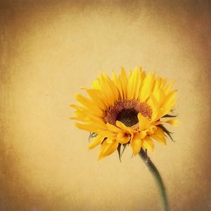 Close-up of yellow flowers
