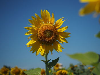 Close-up of sunflower against sky