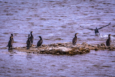 Birds in lake