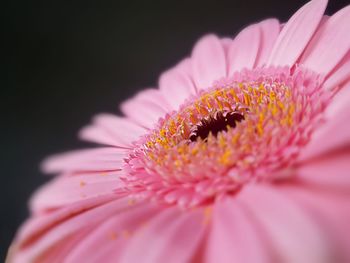 Close-up of pink daisy flower against black background