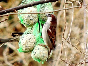 Bird perching on tree