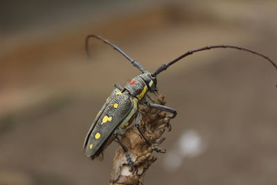 Longhorn beetle with bokeh background