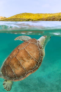 Close-up of turtle swimming in sea