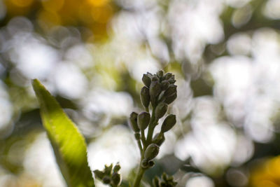 Close-up of white flowering plant