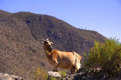 View of sheep on rock