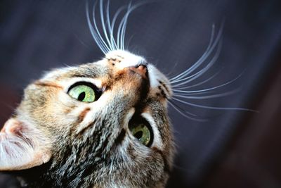 Close-up of cat looking up