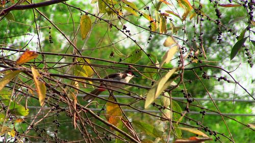 Bird perching on tree