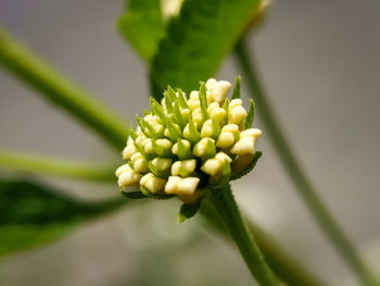 Close-up of buds on plant