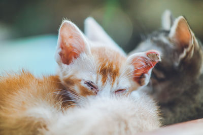 Close-up of cat resting