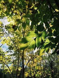 Low angle view of trees