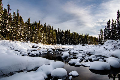 Trees on snow covered landscape