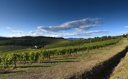 Scenic view of vineyard against sky