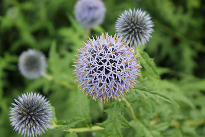 Close-up of flowers