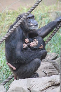 Ape family sitting on tree