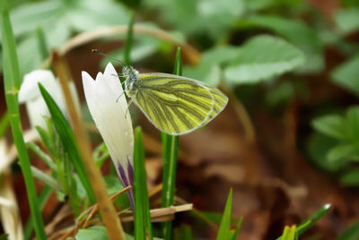 A butterfly on a white crocus bud in the forest. russia