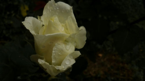 Close-up of white rose flower