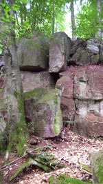 Stone wall in forest