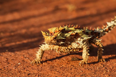 Close up of a thorny devil in the australian outback, facing camera