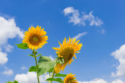 Low angle view of sunflower against sky